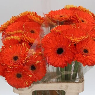 Freshy Gerbera “Bonanza” | Kleur: Oranje | Lengte ± 65 centimeter | Per 10 stelen