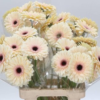 Freshy Gerbera * 65 Cm Eclair X10
