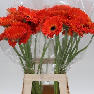 Freshy Gerbera “Medina” | Colour: Orange | Length ± 65 centimetre | Per 10 stems