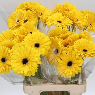 Freshy Gerbera “Olympic Gold” | Colour: Yellow | Length ± 65 centimetre | Per 10 stems