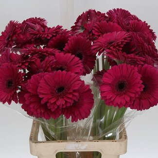 Freshy Gerbera “Passoa” | Colour: Red | Length ± 65 centimetre | Per 10 stems
