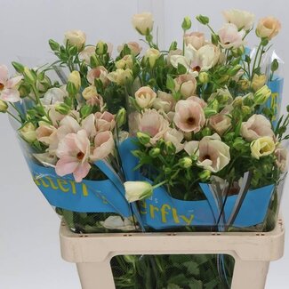 Freshy Ranunculus B Magical Salmousse