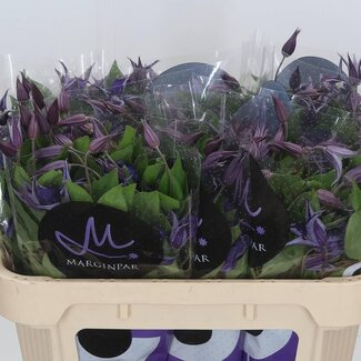 Freshy Clematis Blue Pirouette