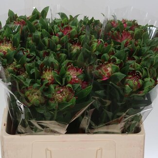 Freshy Korte Alstroemeria Inkalilie “Sofiena” | Kleur: Roze | Lengte ± 60 centimeter | Gewicht ± 30 gram per tak | Per 20 stelen