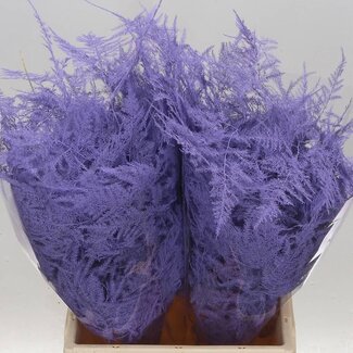 Freshy Short Asparagus Ornamental asparagus | Colour: Light milk purple | Length ± 45 centimeter | Per 50 stems
