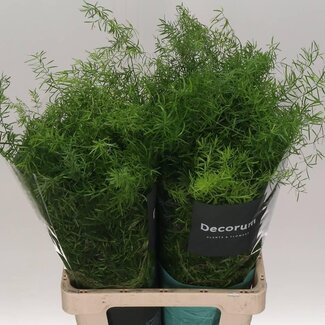 Freshy Asparagus Ornamental asparagus Densiflorus “Sprengeri” | Colour: Green | Length ± 65 centimetre | Per 50 stems