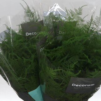 Freshy Asparagus Sierasperge Setaceus Eerste Veren | Kleur: Groen | Lengte ± 45 centimeter | Per 50 takken