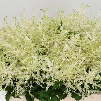 Freshy Astilbe Ja Whasingthon
