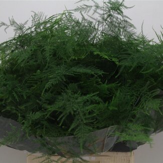 Freshy Asparagus Ornamental asparagus Setaceus Extra Feathery | Colour: Green | Length ± 65 centimetre | Per 50 stems