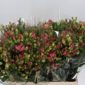 Freshy Short Alstroemeria Inca lily “Pink Paradiso” | Colour: Pink | Length ± 60 centimetre | Per 20 stems