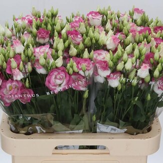 Freshy Gevulde Eustoma Lisianthus “Rosi Hot Lips” | Kleur: Roze | Lengte ± 70 centimeter | Per 10 stelen