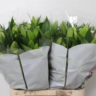 Freshy Lelie Oriental Aqua Trocadero