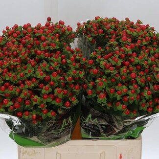 Freshy Hypericum Hertshooi “Tomato Flair” | Kleur: Rood | Lengte ± 60 centimeter | Per 20 stelen