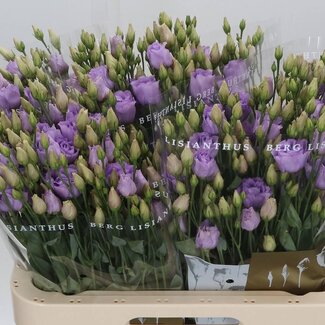 Freshy Gevulde Eustoma Lisianthus “Rosi Lavender” | Kleur: Paars | Lengte ± 70 centimeter | Per 10 stelen