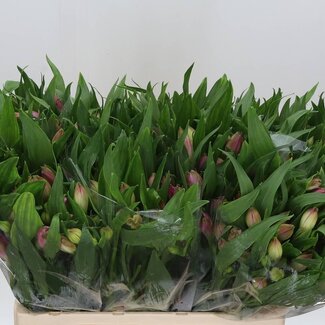 Freshy Korte Alstroemeria Inkalilie “Layla” | Kleur: Roze | Lengte ± 60 centimeter | Gewicht ± 40 gram per tak | Per 20 stelen