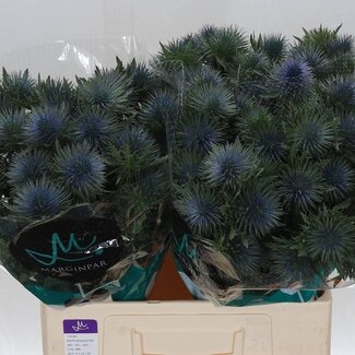Freshy Eryngium Magnetar Qstar