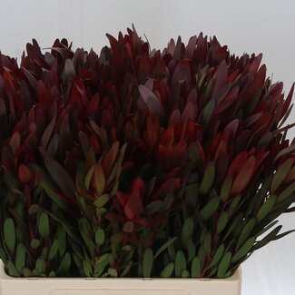 Freshy Leucadendron Saf Sunset