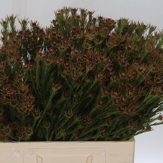 Freshy Leucadendron “Jubilee Crown” | Kleur: Groen | Lengte ± 60 centimeter | Per 50 stelen
