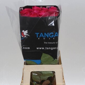 Freshy Grootbloemige Roos “Pink Floyd” | Kleur: Roze | Herkomst: Ecuador | Lengte ± 60 centimeter | Per 25 stelen