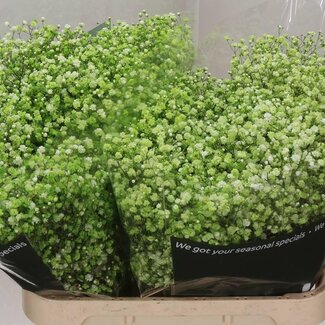 Freshy Gypsophila Baby's Breath | Colour: Colour-treated Apple Green | Length ± 80 centimeter | Weight ± 40 gram per stem | Per 25 stems