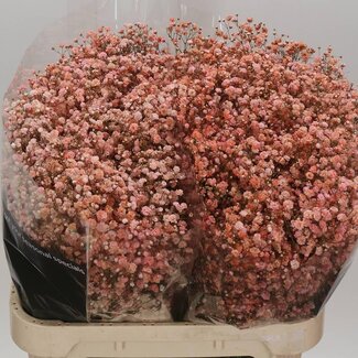 Freshy Gypsophila Gypsophile | Couleur: Corail teinté | Longueur ± 80 centimeter | Poids ± 40 gram par tige | Par 25 tiges