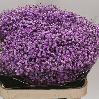 Freshy Gypsophila Baby's breath | Colour: Colour-treated Lilac | Length ± 80 centimetre | Weight ± 40 gram per stem | Per 25 stems