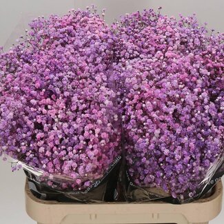 Freshy Gypsophila Gipskruid “Disco Lovely Pink” | Kleur: Kleurbehandeld Roze | Lengte ± 80 centimeter | Gewicht ± 40 gram per tak | Per 25 stelen