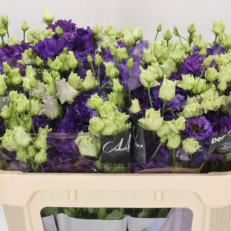 Freshy Eustoma Lisianthus Gevuld “Alissa Blue” | Colour: Blue | Length ± 70 centimetre | Per 10 stems