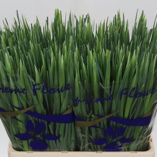 Freshy Iris Blue Magic