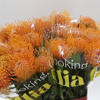 Freshy Leucospermum Nutans “Soleil” | Kleur: Geel | Lengte ± 50 centimeter | Per 10 stelen