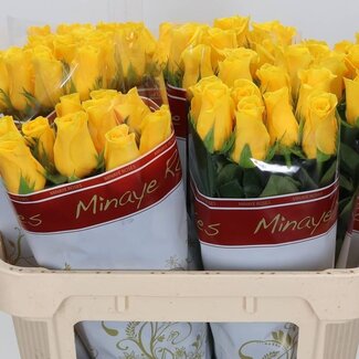 Freshy Roses “Momentum” | Colour: Yellow | Length ± 70 centimetre | Per 20 roses