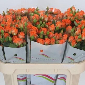 Freshy Spray rose “Picanto” | Colour: Orange | Length ± 70 centimetre | Per 15 stems