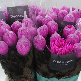 Freshy Decoratieve Chrysant “Antonov” | Kleur: Kleurbehandeld Kerskleurig | Lengte ± 65 centimeter | Per 10 stelen