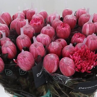 Freshy Decoratieve Chrysant “Antonov” | Kleur: Kleurbehandeld Rood | Lengte ± 65 centimeter | Per 10 stelen