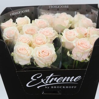 Freshy Rozen “Sweet Caroline” | Kleur: Roze | Lengte ± 70 centimeter | Per 10 rozen