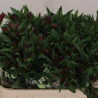 Freshy Alstroemeria Rockstar