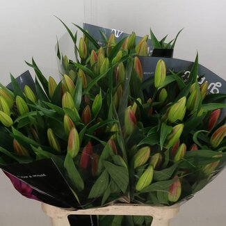 Freshy Lelie Oriental Aqua Dalian