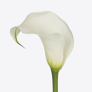 Freshy Zantedeschia Pure Art