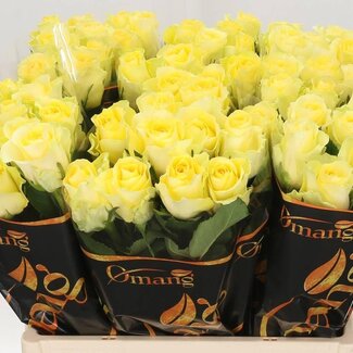 Freshy Rozen “Minion Rose” | Kleur: Geel | Lengte ± 60 centimeter | Per 20 rozen