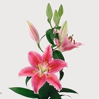 Freshy Lelie Oriental Aqua Canberra