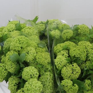 Freshy Viburnum Snowball | Colour: White | 4 heads | Length ± 60 centimeter | Per 10 stems