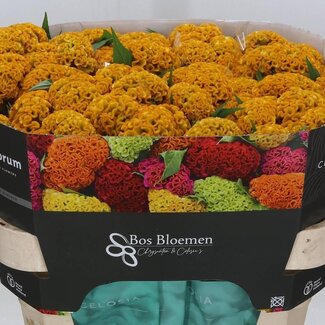 Freshy Celosia Cristata “Reprise Gold” | Colour: Yellow | Length ± 72 centimeter | Per 10 stems