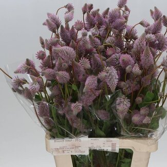 Freshy Ptilotus Exaltatus “Matilda” | Colour: Purple | Length ± 70 centimetre | Per 10 stems