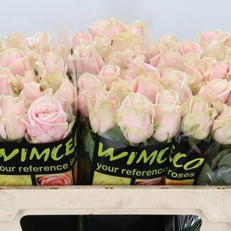 Freshy Rosa Sweet Avalanche