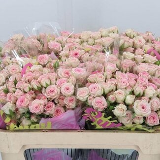 Freshy Spray rose “Creamy Twister” | Colour: Pink | Length ± 70 centimetre | Per 10 stems