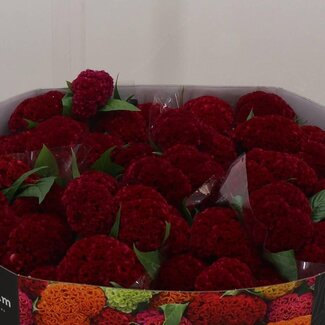 Freshy Celosia C Reprise Velvet