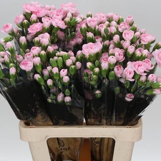 Freshy Trosanjer Pink Ibis