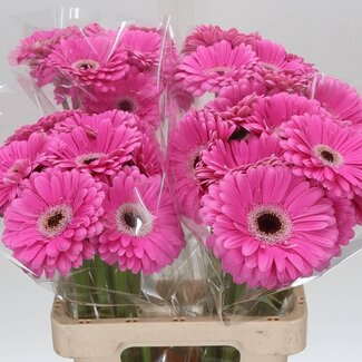 Freshy Gerbera “Dreamer” | Colour: Pink | Length ± 65 centimeter | Per 10 stems