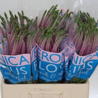 Freshy Veronica Speedwell “Clea Roswhita” | Colour: Pink | Length ± 60 centimetre | Per 25 stems