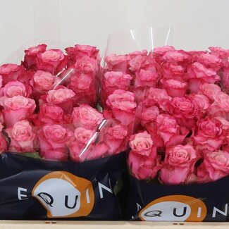 Freshy Rozen “Ramonda” | Kleur: Roze | Lengte ± 50 centimeter | Per 20 rozen